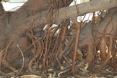 Ficus elastica